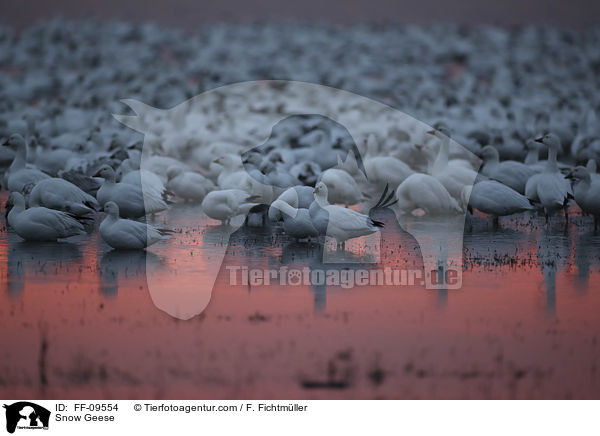 Schneegnse / Snow Geese / FF-09554