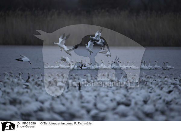 Schneegnse / Snow Geese / FF-09556