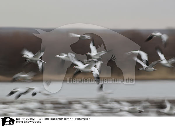 fliegende Schneegnse / flying Snow Geese / FF-09562