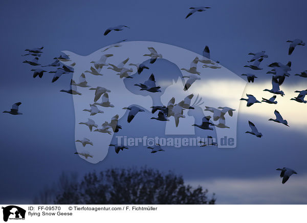 fliegende Schneegnse / flying Snow Geese / FF-09570