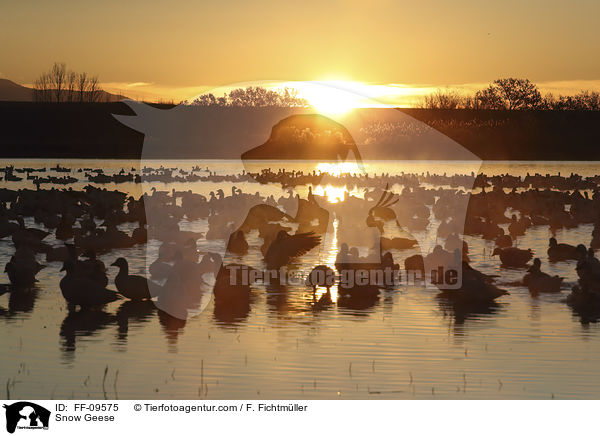 Schneegnse / Snow Geese / FF-09575