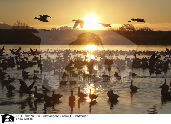 Schneegnse / Snow Geese / FF-09576