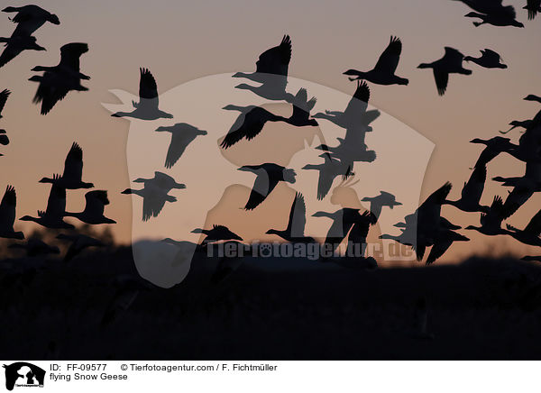 fliegende Schneegnse / flying Snow Geese / FF-09577