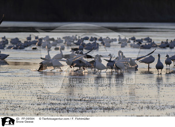 Schneegnse / Snow Geese / FF-09584