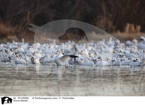 Schneegnse / Snow Geese / FF-09588