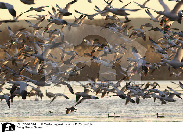 fliegende Schneegnse / flying Snow Geese / FF-09594