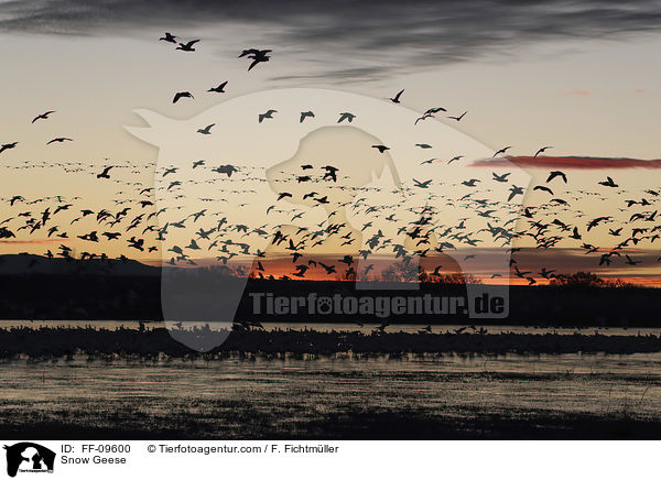 Schneegnse / Snow Geese / FF-09600