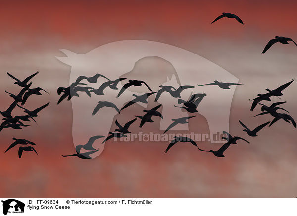 fliegende Schneegnse / flying Snow Geese / FF-09634