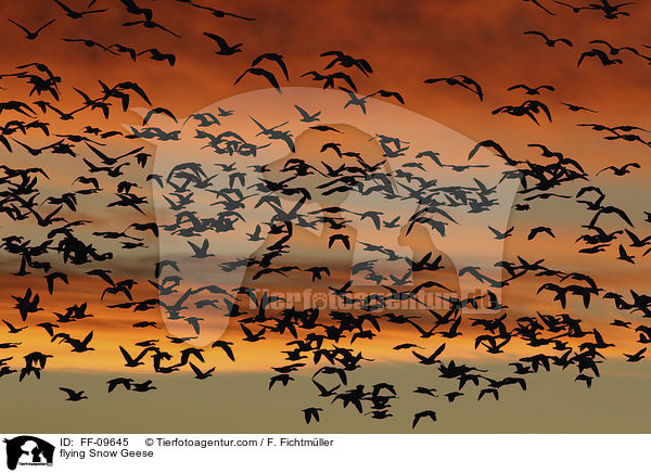 fliegende Schneegnse / flying Snow Geese / FF-09645