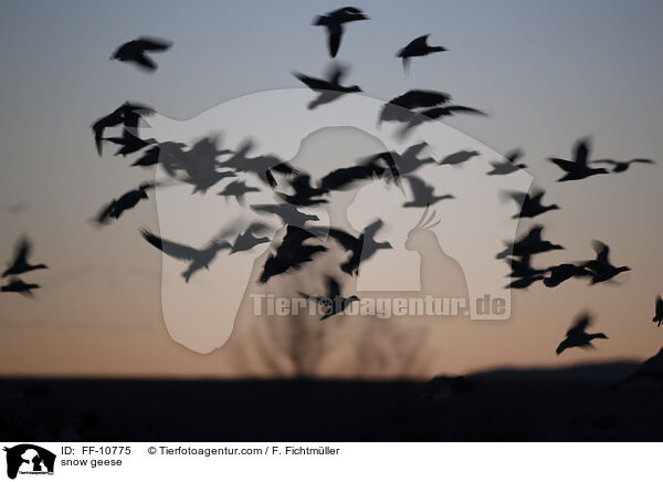 Schneegnse / snow geese / FF-10775