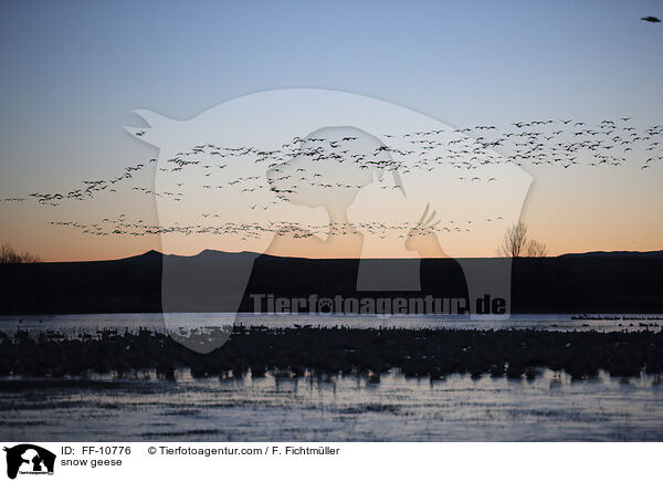 Schneegnse / snow geese / FF-10776