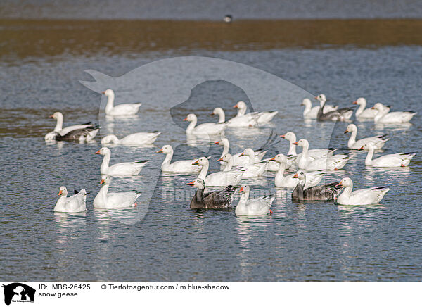 Schneegnse / snow geese / MBS-26425