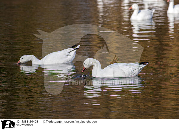 Schneegnse / snow geese / MBS-26428