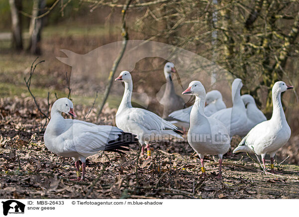 Schneegnse / snow geese / MBS-26433