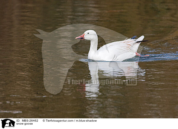 Schneegans / snow goose / MBS-26462