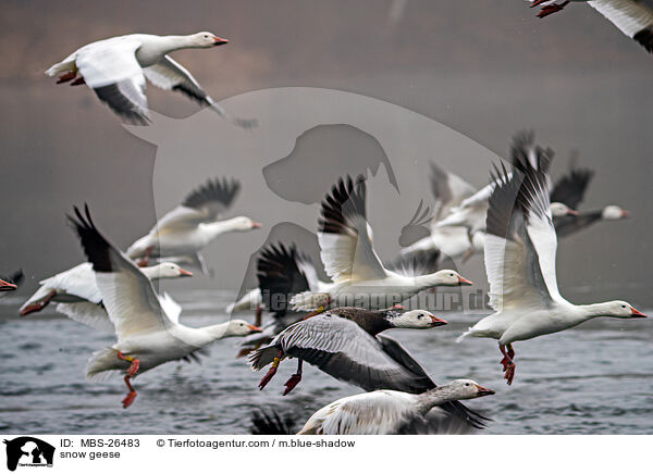 Schneegnse / snow geese / MBS-26483