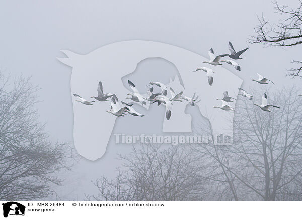 Schneegnse / snow geese / MBS-26484