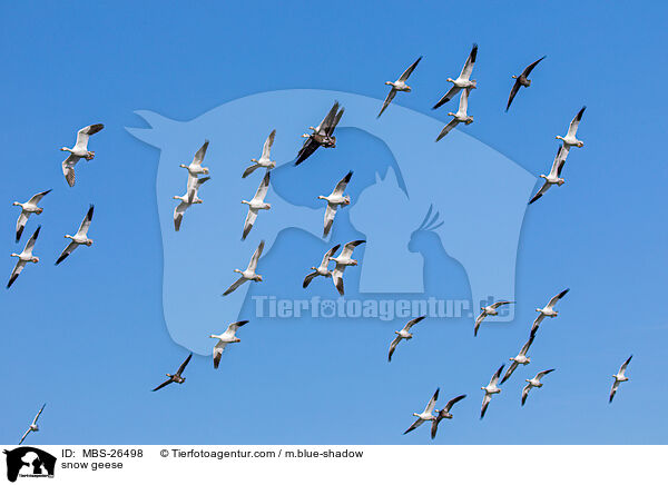 Schneegnse / snow geese / MBS-26498