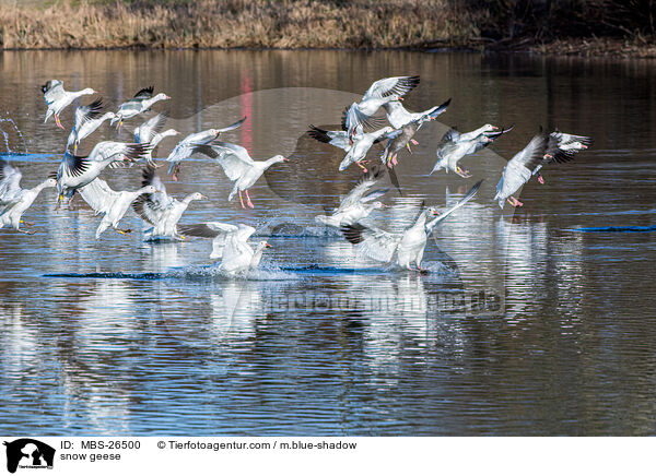 Schneegnse / snow geese / MBS-26500