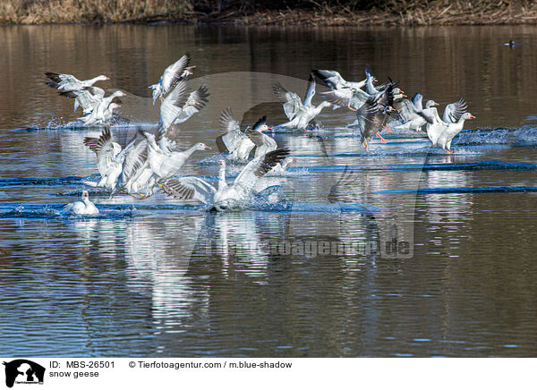 Schneegnse / snow geese / MBS-26501