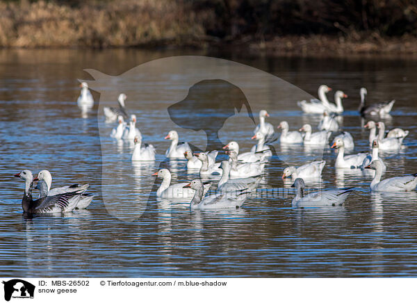 Schneegnse / snow geese / MBS-26502