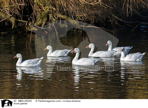 Schneegnse / snow geese / MBS-26505