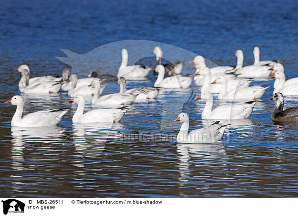 Schneegnse / snow geese / MBS-26511