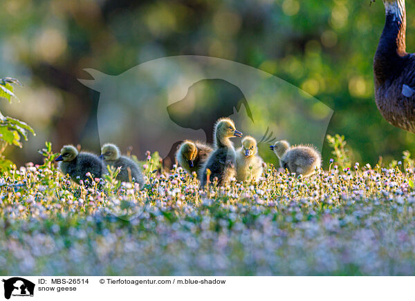 Schneegnse / snow geese / MBS-26514