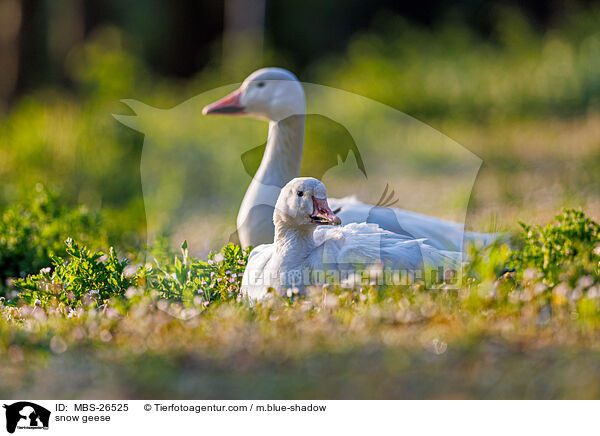 Schneegnse / snow geese / MBS-26525