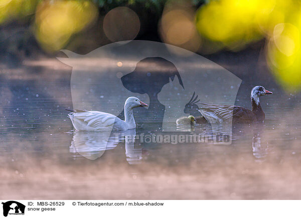 Schneegnse / snow geese / MBS-26529