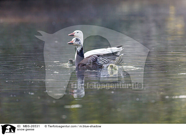 Schneegnse / snow geese / MBS-26531