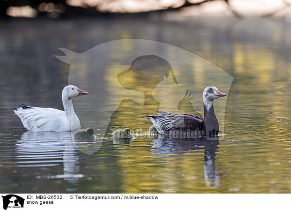 Schneegnse / snow geese / MBS-26532