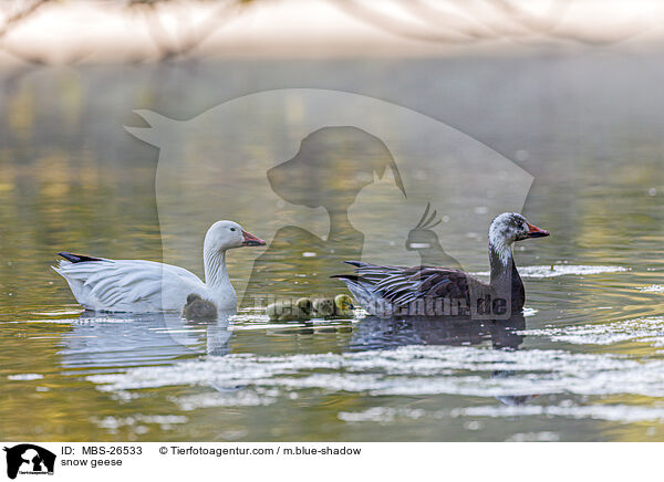 Schneegnse / snow geese / MBS-26533