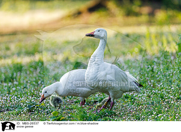 Schneegnse / snow geese / MBS-26537