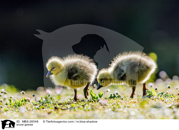 snow geese / MBS-26548