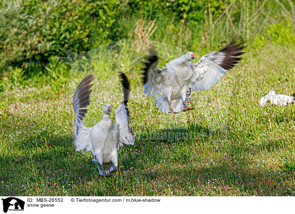 snow geese / MBS-26552