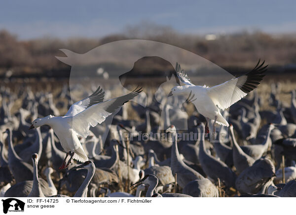 Schneegnse / snow geese / FF-14725