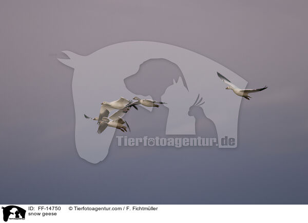 Schneegnse / snow geese / FF-14750