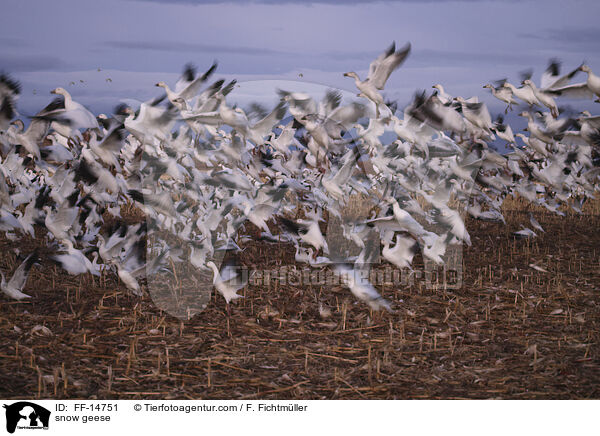 Schneegnse / snow geese / FF-14751