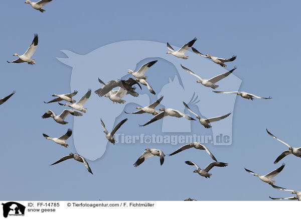 Schneegnse / snow geese / FF-14785