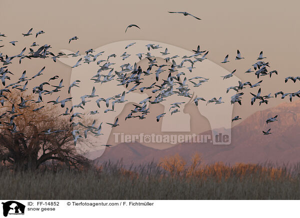 Schneegnse / snow geese / FF-14852