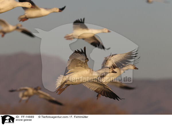 snow geese / FF-14889