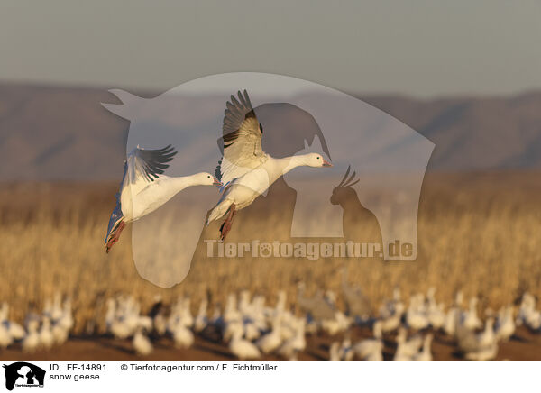 snow geese / FF-14891