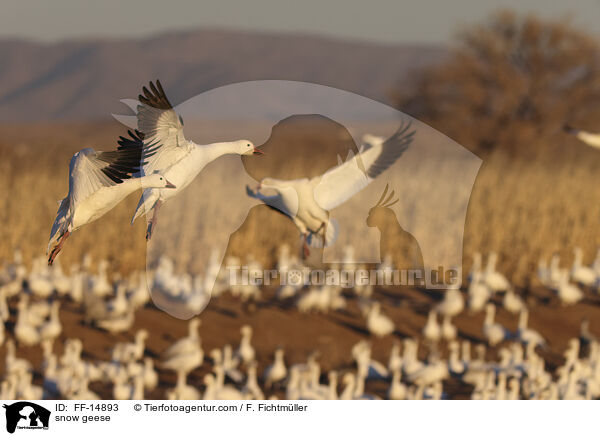 Schneegnse / snow geese / FF-14893