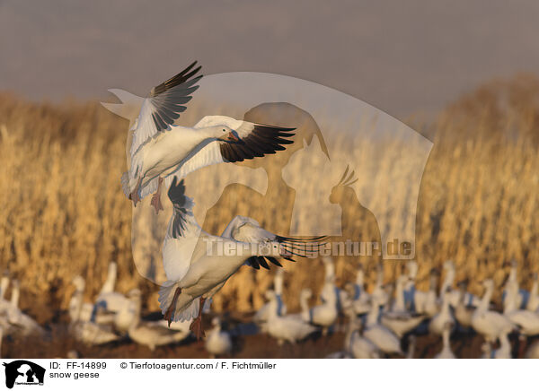 Schneegnse / snow geese / FF-14899