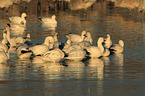 snow geese