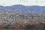 snow geese