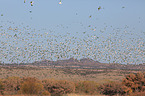 snow geese