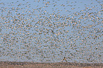 snow geese