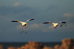 snow geese